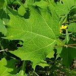 Smallanthus uvedalia leaf picture by Brad Kelley (cc-by-sa)