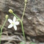 Paramollugo nudicaulis flower picture by susan brown (cc-by-sa)