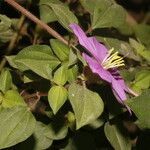 Heterotis rotundifolia flower picture by Nelson Zamora Villalobos (cc-by-nc)