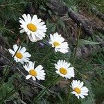 Leucanthemum subglaucum flower picture by Jean-François Baudin (cc-by-sa)