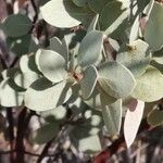 Arctostaphylos glauca leaf picture by windsurf (cc-by-sa)