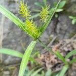 Cyperus hermaphroditus flower picture by Trap Hers (cc-by-sa)