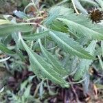 Bidens aurea leaf picture by Tala SKARI (cc-by-sa)