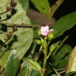 Pavonia schiedeana flower picture by Nelson Zamora Villalobos (cc-by-nc)