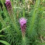 Liatris pycnostachya flower picture by Ryan Mol (cc-by-sa)