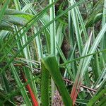 Bromelia pinguin leaf picture by Hervé Goëau (cc-by-sa)