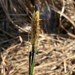 Carex acutiformis habit picture by Ugoline Jacquot (cc-by-sa)