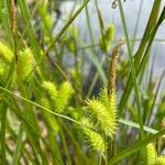 Carex hystericina fruit picture by David David (cc-by-sa)