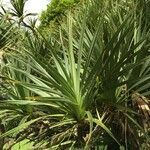 Pandanus utilis habit picture by Daniel Barthelemy (cc-by-nc)