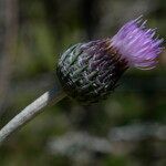 Tyrimnus leucographus flower picture by John Walsh (cc-by-sa)