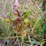 Pedicularis palustris fruit picture by Marysia Kay (cc-by-sa)