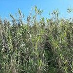 Phragmites australis habit picture by Monteiro Henrique (cc-by-sa)