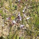 Linaria amethystea habit picture by Prieta Javier (cc-by-sa)