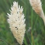 Phalaris coerulescens fruit picture by Monteiro Henrique (cc-by-sa)