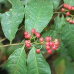 Ardisia guianensis fruit picture by Nelson Zamora Villalobos (cc-by-nc)