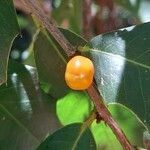 Maytenus ilicifolia fruit picture by Trap Hers (cc-by-sa)