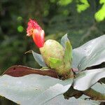 Costus laevis flower picture by Víquez Carazo Manuel (cc-by-sa)