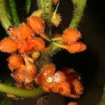 Besleria trichostegia fruit picture by Nelson Zamora Villalobos (cc-by-nc)