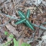 Chimaphila maculata flower picture by Chris S (cc-by-sa)