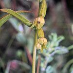 Epipactis phyllanthes flower picture by Martin Bishop (cc-by-sa)