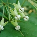 Asclepias exaltata flower picture by Serena boettcher (cc-by-sa)