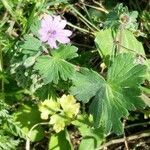 Geranium molle flower picture by Jean-Francois Dumas (cc-by-sa)