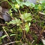 Adoxa moschatellina habit picture by Vladimír Valach (cc-by-sa)