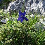 Aquilegia pyrenaica habit picture by Alain Bigou (cc-by-sa)