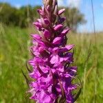 Dactylorhiza praetermissa flower picture by Pierre LEON (cc-by-sa)