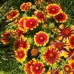 Gaillardia aristata habit picture by Judicaël CASTAGNET (cc-by-sa)