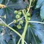 Fatsia japonica flower picture by Meg Corbett (cc-by-sa)