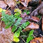 Dryopteris dilatata habit picture by Zharfezz (cc-by-sa)