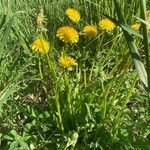 Taraxacum officinale flower picture by Magnus Onu (cc-by-sa)