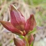 Gentianella campestris habit picture by Yoan MARTIN (cc-by-sa)