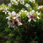 Sannantha pinifolia flower picture by Richard Chesher (cc-by-sa)