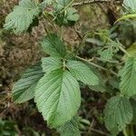 Rubus apetalus leaf picture by bruno trebel (cc-by-sa)