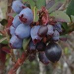 Vaccinium floribundum fruit picture by Fabien Anthelme (cc-by-sa)