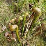 Darlingtonia californica flower picture by Slo (cc-by-sa)