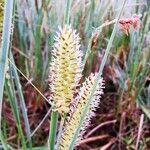 Carex rostrata flower picture by KS Mariusz (cc-by-sa)