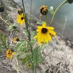 Helianthus petiolaris flower picture by Rochelle Fjeldstrom (cc-by-sa)