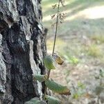 Teucrium scorodonia fruit picture by FCC2017 (cc-by-sa)