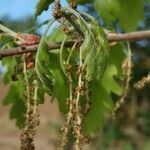 Quercus pyrenaica flower picture by david gaudin (cc-by-sa)