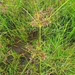 Cyperus kilimandscharicus flower picture by susan brown (cc-by-sa)