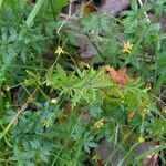 Potentilla erecta habit picture by Petr Harant (cc-by-sa)