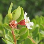 Pemphis acidula flower picture by Emanuele Santarelli (cc-by-sa)