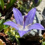 Campanula cenisia flower picture by Fabien Anthelme (cc-by-sa)