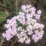 Achillea odorata flower picture by Diego Alex (cc-by-sa)