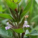 Hygrophila costata flower picture by Trap Hers (cc-by-sa)