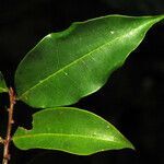 Erythroxylum fimbriatum leaf picture by Jean-François Molino (cc-by-sa)