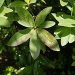 Rhododendron luteum leaf picture by Sam Marriott (cc-by-sa)